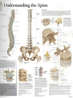 Book Cover for Understanding the Spine Paper Poster by Scientific Publishing