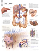 Book Cover for Liver Paper Poster by Scientific Publishing