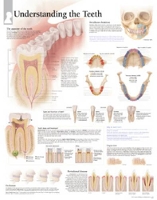 Book Cover for Understanding the Teeth Paper Poster by Scientific Publishing