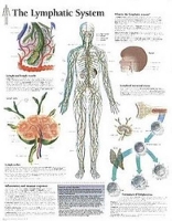 Book Cover for Lymphatic System Laminated Poster by Scientific Publishing