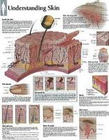 Book Cover for Understanding Skin Laminated Poster by Scientific Publishing