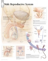 Book Cover for Male Reproductive System Paper Poster by Scientific Publishing