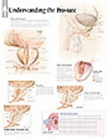 Book Cover for Understanding the Prostate Paper Poster by Scientific Publishing