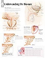 Book Cover for Understanding the Prostate Laminated Poster by Scientific Publishing