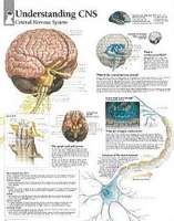 Book Cover for Understanding CNS Laminated Poster by Scientific Publishing