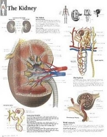 Book Cover for Kidney Laminated Poster by Scientific Publishing