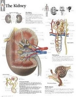 Book Cover for Kidney Paper Poster by Scientific Publishing