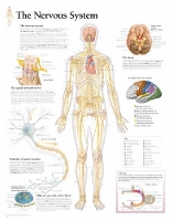 Book Cover for Nervous System Laminated Poster by Scientific Publishing