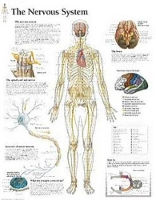 Book Cover for Nervous System Paper Poster by Scientific Publishing