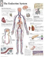 Book Cover for Endocrine System Paper Poster by Scientific Publishing