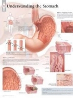 Book Cover for Understanding the Stomach Paper Poster by Scientific Publishing