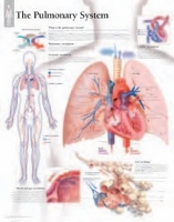 Book Cover for Pulmonary System Laminated Poster by Scientific Publishing