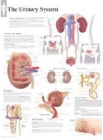 Book Cover for Urinary System Laminated Poster by Scientific Publishing