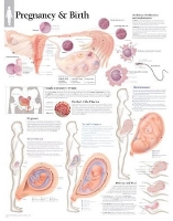 Book Cover for Pregnancy & Birth Laminated Poster by Scientific Publishing