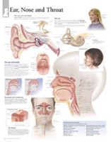 Book Cover for Ear, Nose & Throat Laminated Poster by Scientific Publishing