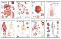 Book Cover for Human Anatomy Chart Pack by Scientific Publishing