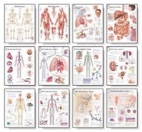 Book Cover for 12 Body System Charts Set by Scientific Publishing