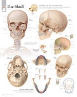 Book Cover for Skull Paper Poster by Scientific Publishing