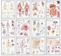 Book Cover for Body Systems Chart Set by Scientific Publishing