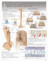 Book Cover for Bone & Bone Growth Laminated Poster by Scientific Publishing