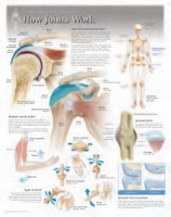 Book Cover for How Joints Work Laminated Poster by Scientific Publishing