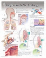 Book Cover for Respiration & Gas Exchange Laminated Poster by Scientific Publishing