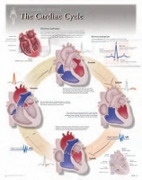 Book Cover for Cardiac Cycle Laminated Poster by Scientific Publishing