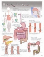 Book Cover for Digestive Process Laminated Poster by Scientific Publishing