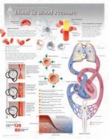 Book Cover for Blood & Blood Pressure Laminated Poster by Scientific Publishing