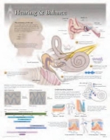 Book Cover for Hearing & Balance Laminated Poster by Scientific Publishing