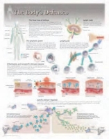 Book Cover for Body's Defences Laminated Poster by Scientific Publishing