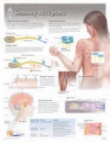 Book Cover for Sensory Receptors Laminated Poster by Scientific Publishing