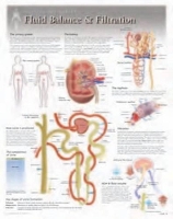 Book Cover for Fluid Balance & Filtration Laminated Poster by Scientific Publishing