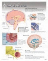 Book Cover for CSF & the Brain Laminated Poster by Scientific Publishing