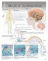 Book Cover for Neurons & Neurotransmitters Laminated Poster by Scientific Publishing