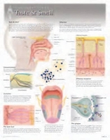 Book Cover for Taste & Smell Laminated Poster by Scientific Publishing