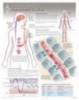 Book Cover for Hormonal Action Laminated Poster by Scientific Publishing