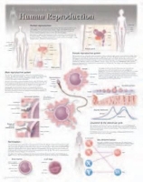 Book Cover for Human Reproduction Laminated Poster by Scientific Publishing