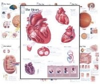 Book Cover for Body Organ Wall Chart Set by Scientific Publishing