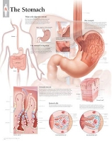 Book Cover for Stomach Laminated Poster by Scientific Publishing