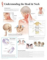 Book Cover for Understanding the Head & Neck by Scientific Publishing