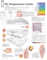 Book Cover for Integumentary System Laminated Poster by Scientific Publishing