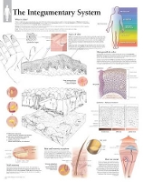 Book Cover for Integumentary System Paper Poster by Scientific Publishing