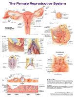 Book Cover for The Female Reproductive System Anatomical Chart by Anatomical Chart Company