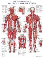 Book Cover for The Anatomical Male Muscular System Anatomical Chart by Anatomical Chart Company