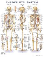 Book Cover for The Skeletal System Anatomical Chart by Anatomical Chart Company