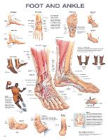 Book Cover for Foot and Ankle Anatomical Chart by Anatomical Chart Company