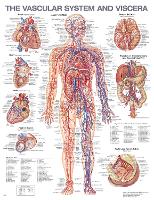 Book Cover for The Vascular System and Viscera Anatomical Chart by Anatomical Chart Company