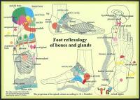 Book Cover for Foot Reflexology of Bones & Glands -- A4 by Jan van Baarle