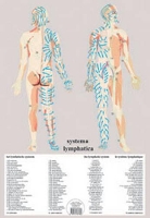 Book Cover for Systema Lymphatica -- A2 by Jan van Baarle